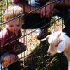 John, Richard, and baby goat